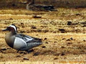 Heinätavi Tornio 8.5.2019 Seppo Mäkitalo